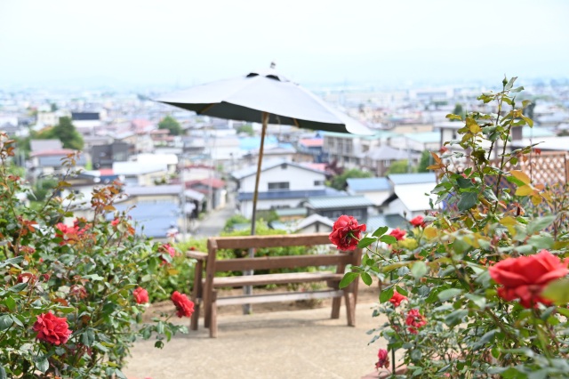 南陽のバラまつり
